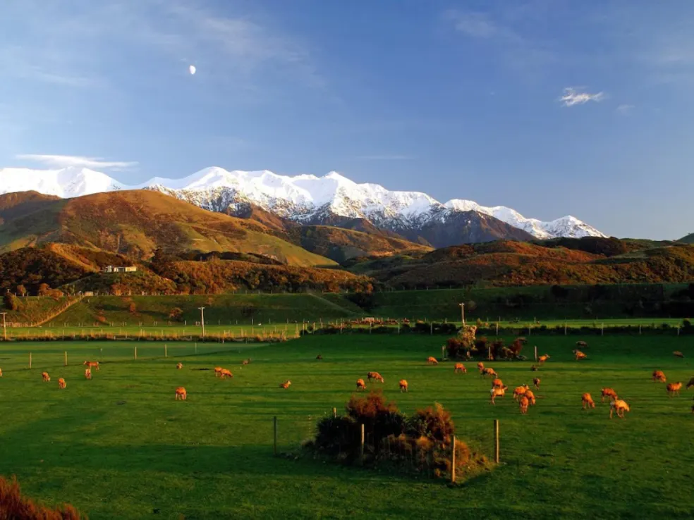 Honeymoon NZ Hapuku Lodge & Tree Houses