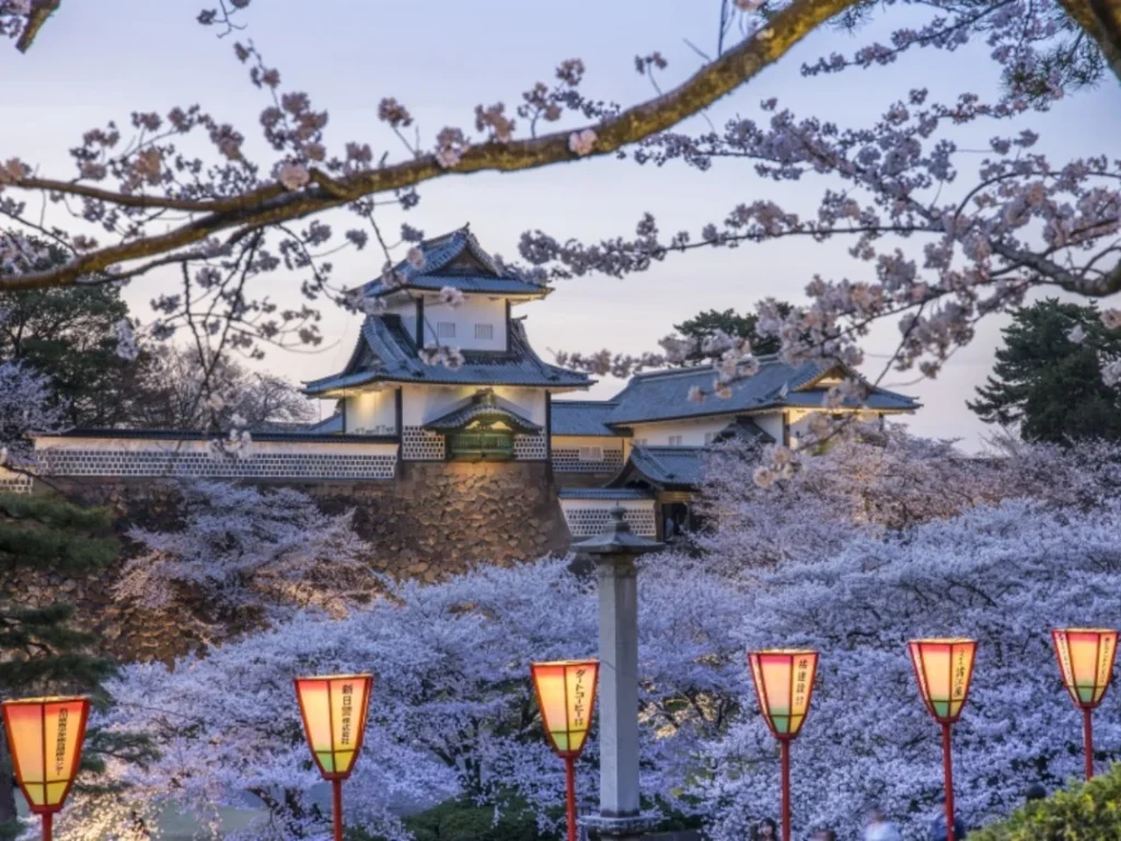 Kanazawa Honeymoon Cherry blossom